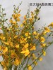 【跳舞兰/文心兰】金太阳-橙色 约10枝/扎  多规格 商品缩略图8