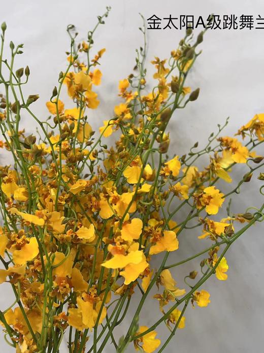 【跳舞兰/文心兰】金太阳-橙色 约10枝/扎  多规格 商品图8