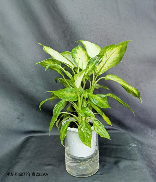 水培粉黛万年青 商品图0
