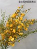 【跳舞兰/文心兰】金太阳-橙色 约10枝/扎  多规格 商品缩略图6
