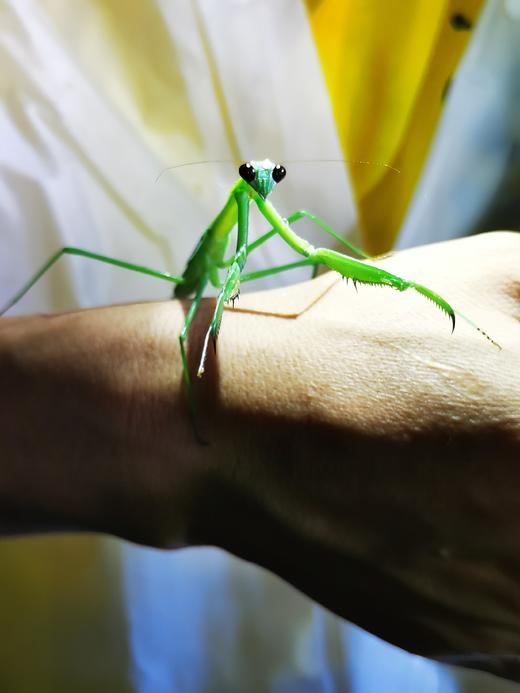 高端C营！国内罕有 研究蝴蝶 专家带领做课题，7天6夜搞透蝴蝶这事儿 商品图5