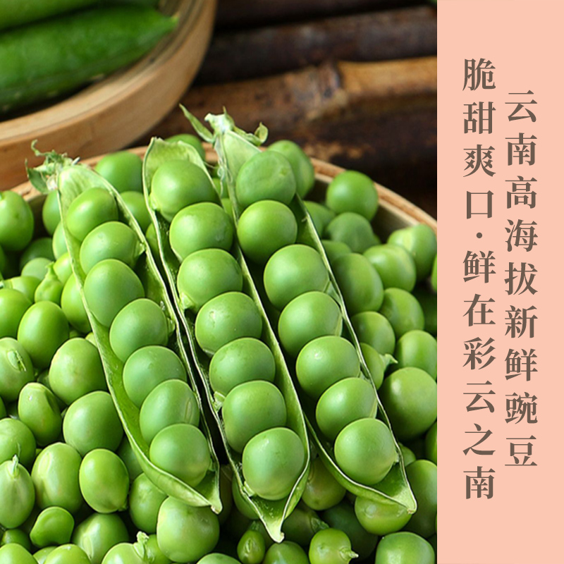 云南高原甜脆豌豆 当季新鲜青豌豆，新鲜采摘，现货现发，不要错过哦！