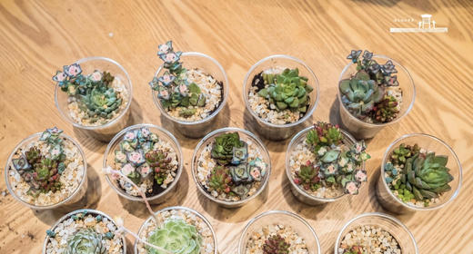 本周活动招募 ：咖啡渣多肉种植 商品图0