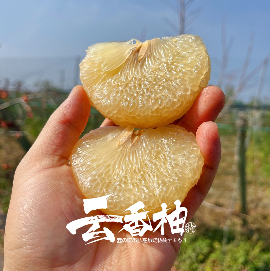 【云香柚】六椀菱 云香柚，个头大，香味在皮上浓郁持久，果肉柔嫩度非常好，耐放，非常好吃的一款柚子！