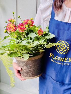 小丽花（不带花盆）