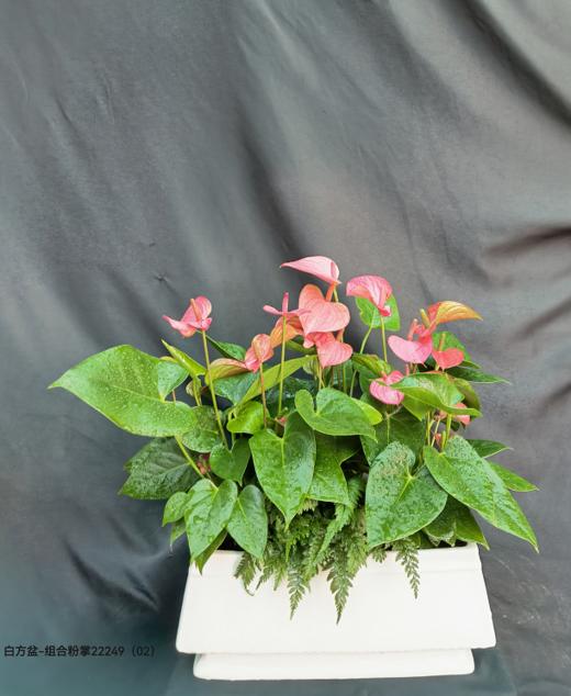 白方盆-组合粉掌 商品图0