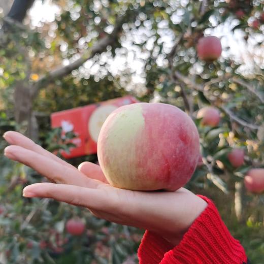 s 阿克苏红旗坡六队冰糖心苹果  多规格可选 商品图6