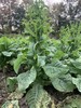 花间村生态莴笋（500克） 商品缩略图1