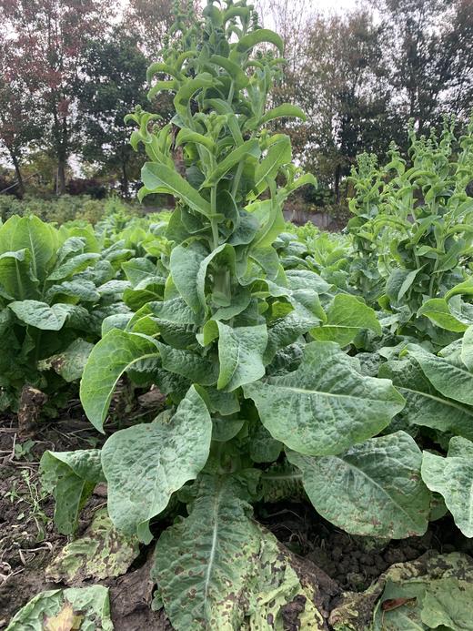 花间村生态莴笋（500克） 商品图1