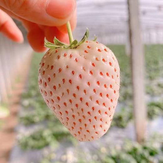 粉色草莓精选新鲜草莓果60肉细腻多汁一股子奶香味深得草60莓60