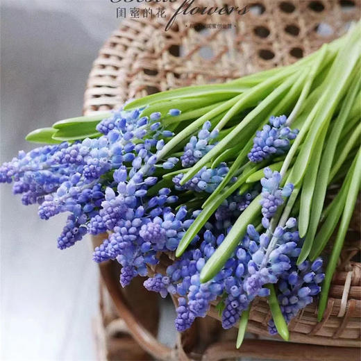 荷兰进口小众mini葡萄风信子10支 商品图0