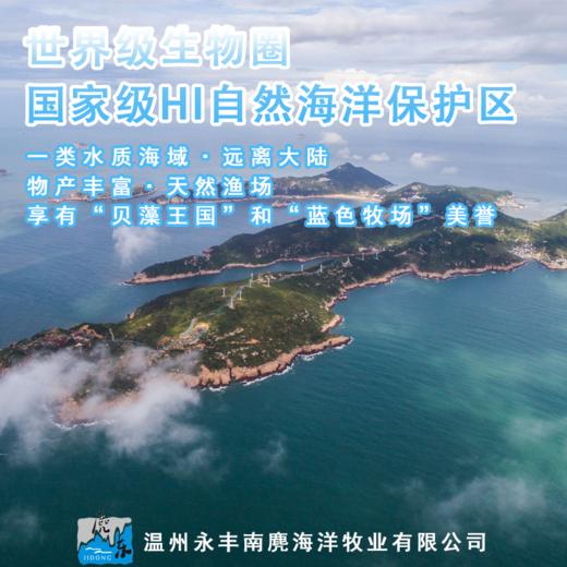 温州南麂岛鲜卤黄鱼鲞【快递停发，节后恢复】 商品图3