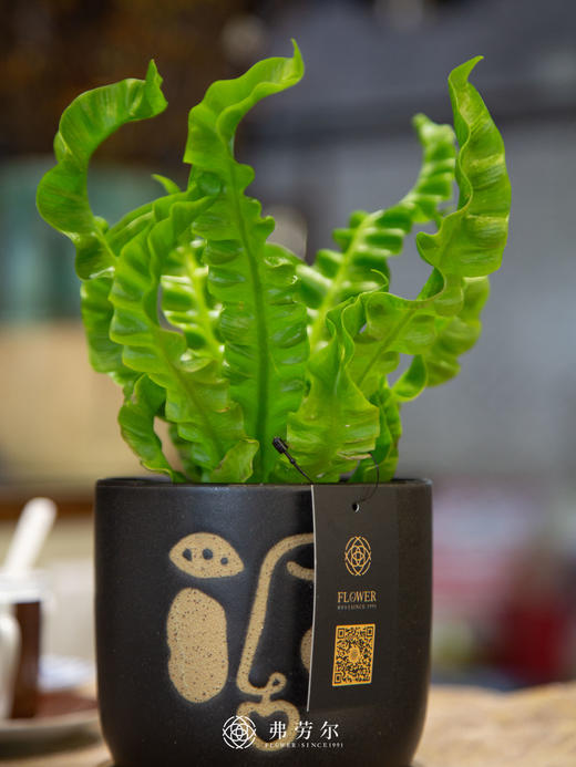 人脸盆-火焰鸟巢蕨 商品图2