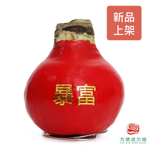 不用浇水的石蜡朱顶红种球！ 红白花-暴富 商品图1