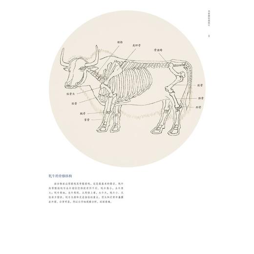 名家教你画 牦牛 商品图2