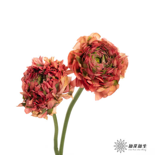 配花 ｜ 锦鲤洋牡丹西瓜红 商品图1