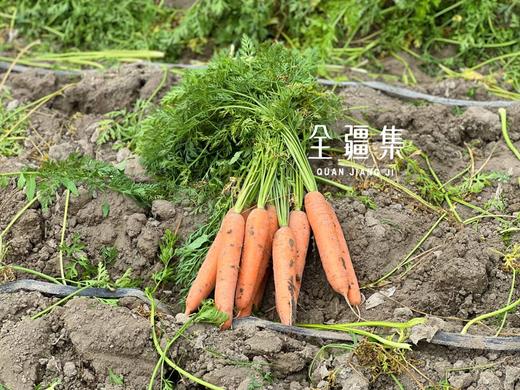 新疆胡萝卜&黄萝卜双拼 商品图2