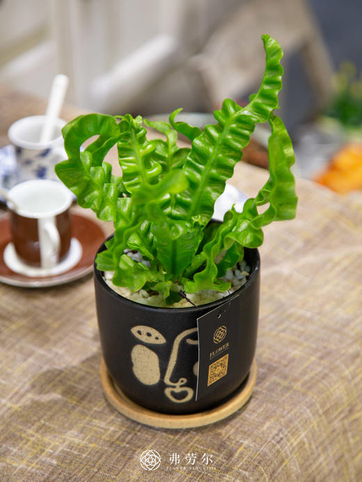 人脸盆-火焰鸟巢蕨 商品图0