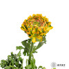 配花｜ 锦鲤洋牡丹黄色 商品缩略图1