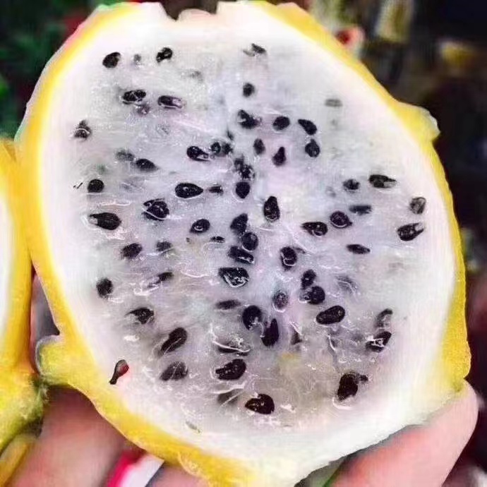 [最农公社]顺丰|海南燕窝果2斤3斤5斤新鲜采摘清甜嫩滑