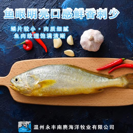 温州南麂岛冰鲜黄鱼黄鱼鲞套餐【快递停发，节后恢复】 商品图2