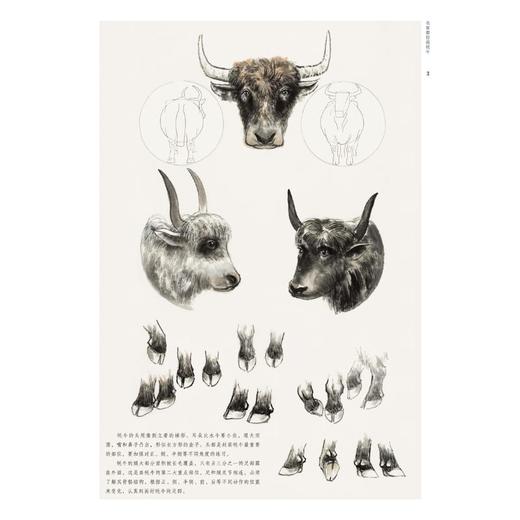 名家教你画 牦牛 商品图3