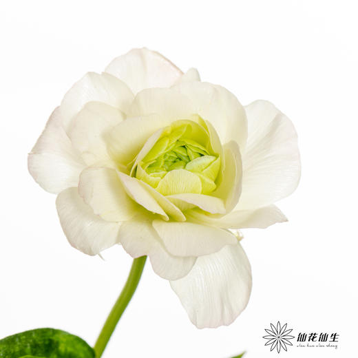 配花 | 蝴蝶洋牡丹白色 商品图0