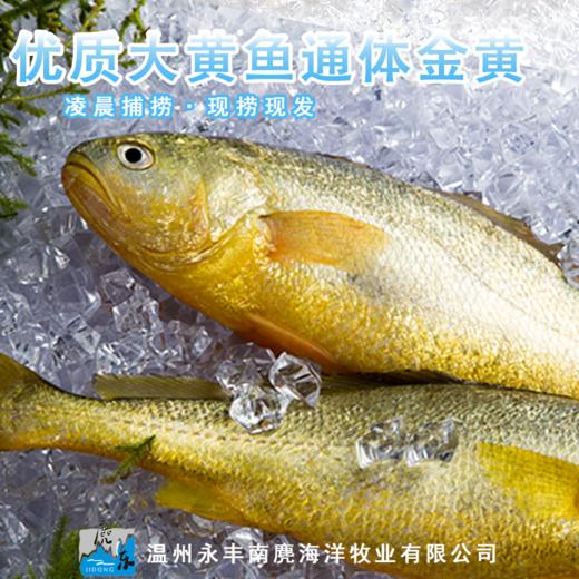 温州南麂岛冰鲜黄鱼黄鱼鲞套餐【快递停发，节后恢复】 商品图1