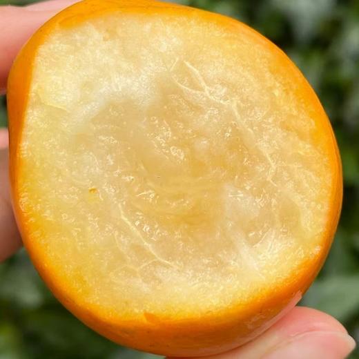 广西融安脆蜜金桔  金桔地理标志产品 现摘现发 带皮即食 肉质细腻 商品图2