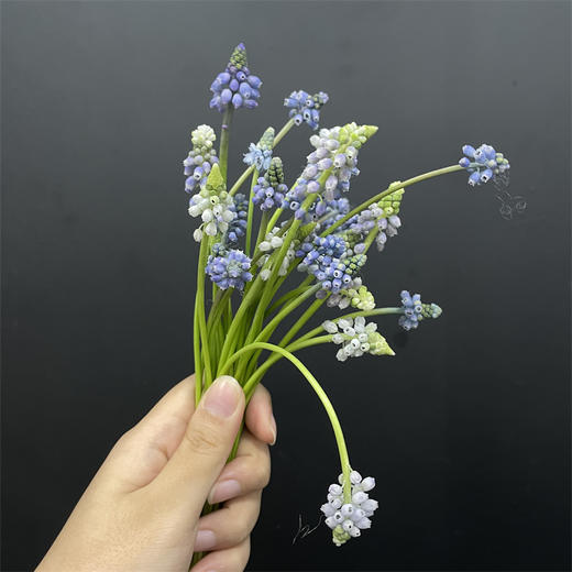 荷兰进口小众mini葡萄风信子10支 商品图3