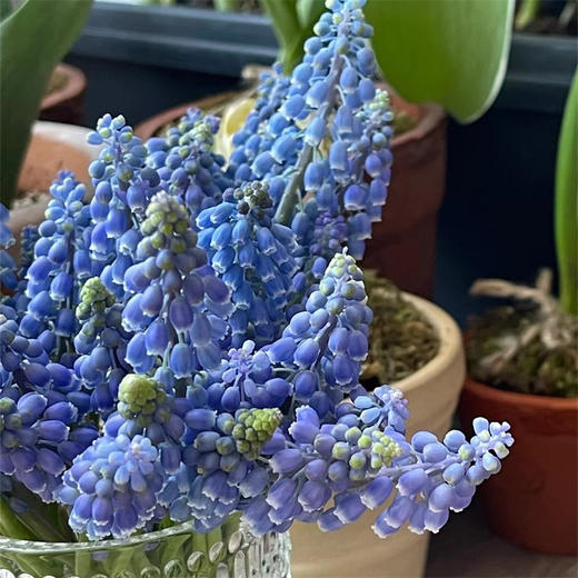 荷兰进口小众mini葡萄风信子10支 商品图1