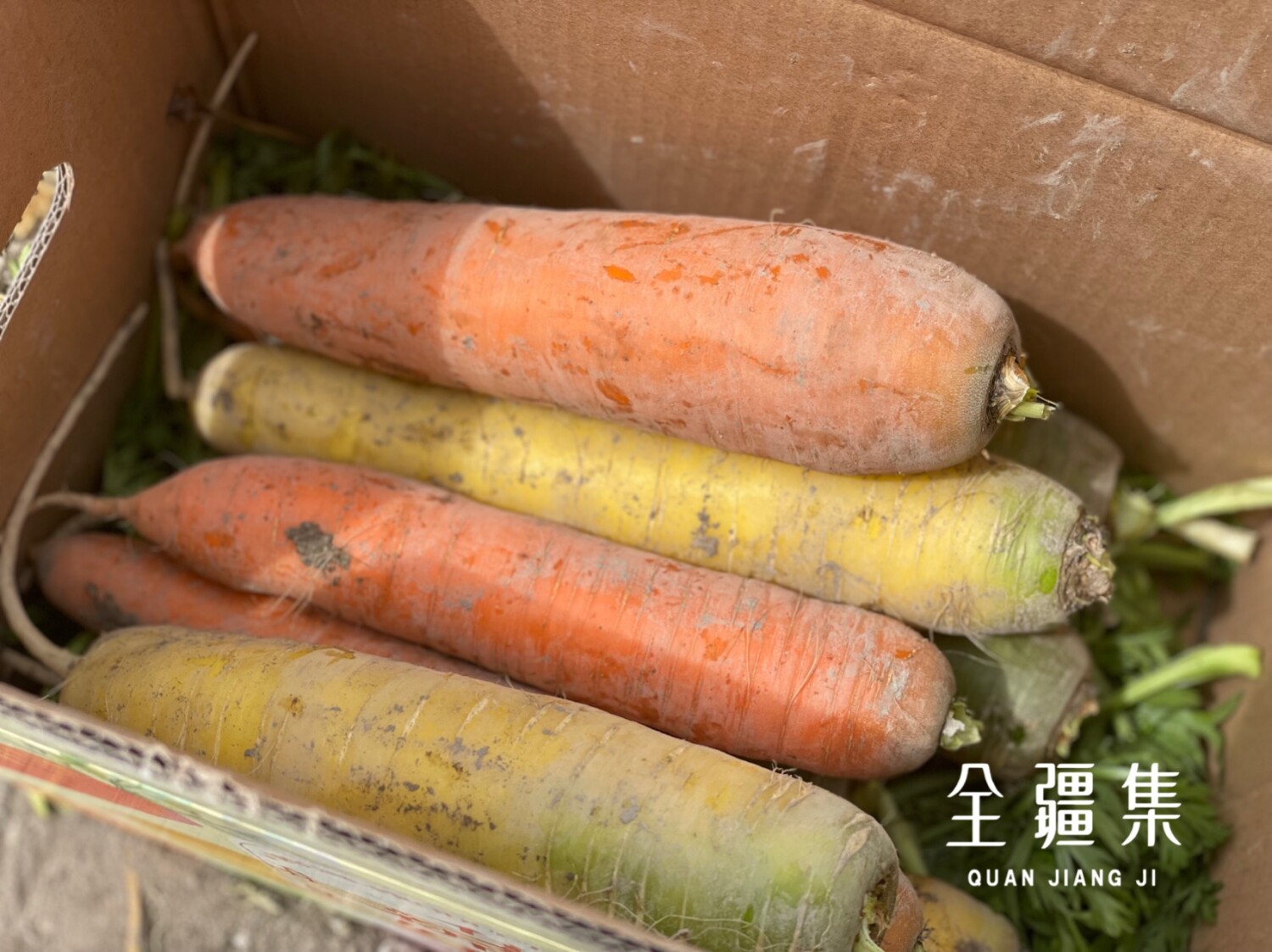 新疆胡萝卜&黄萝卜双拼