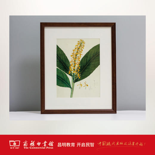 可装裱的印度博物艺术 商务印书馆 商品图3