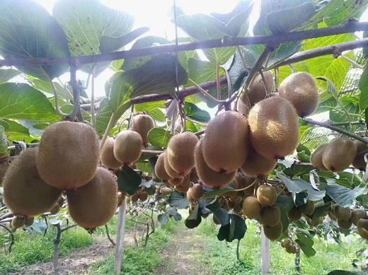 陕西眉县猕猴桃 5斤臻选礼盒装 商品图3