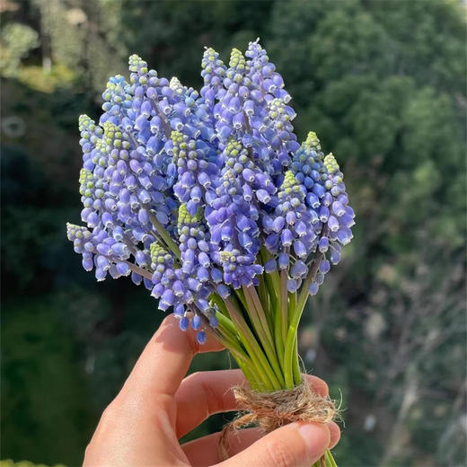 荷兰进口小众mini葡萄风信子10支 商品图2