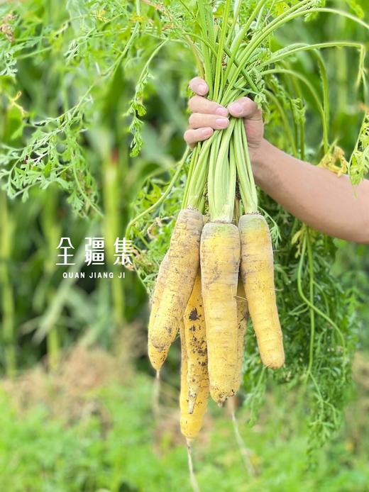 新疆胡萝卜&黄萝卜双拼 商品图3