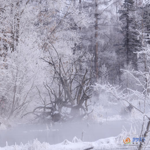 冰雪奇缘(H）：朝鲜族风情、长白山、雪乡、东北虎、哈尔滨8天+扎龙丹顶鹤、查干湖冬捕节、吉林雾凇12天+通辽奈曼旗沙漠、沈阳故宫15天 商品图8