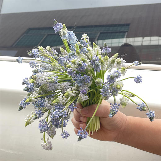 荷兰进口小众mini葡萄风信子10支 商品图4