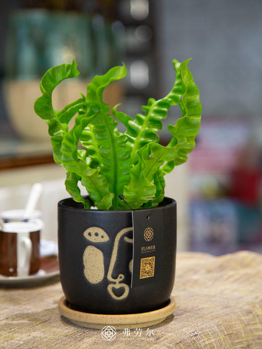 人脸盆-火焰鸟巢蕨 商品图1