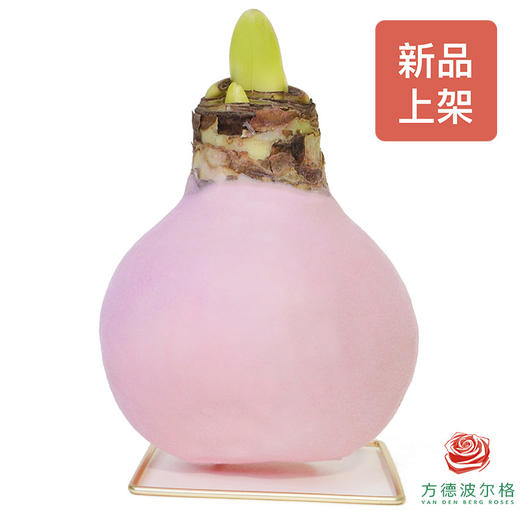 不用浇水的石蜡朱顶红种球！ 红白花-仙女 商品图1