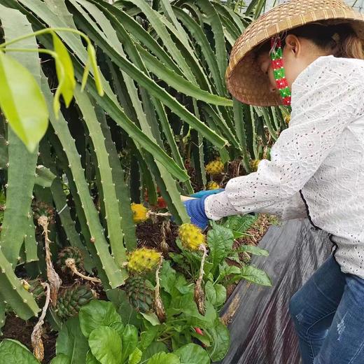 [最农公社]顺丰|海南燕窝果2斤3斤5斤新鲜采摘清甜嫩滑 商品图7