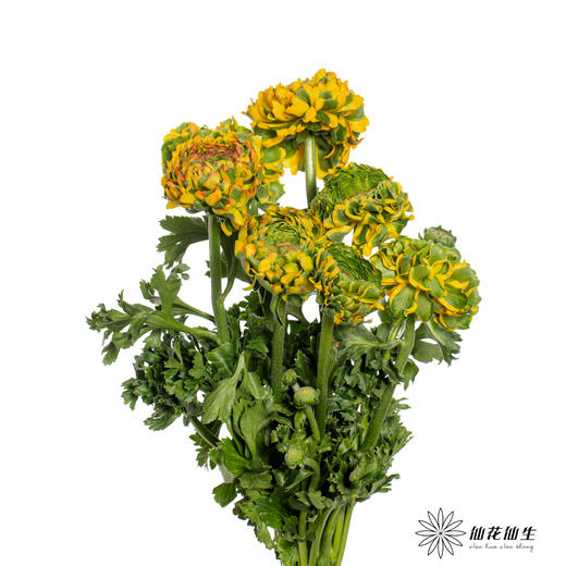 配花｜ 锦鲤洋牡丹黄色 商品图3