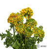 配花｜ 锦鲤洋牡丹黄色 商品缩略图2