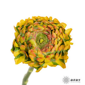 配花｜ 锦鲤洋牡丹黄色