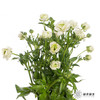 配花 | 蝴蝶洋牡丹白色 商品缩略图2