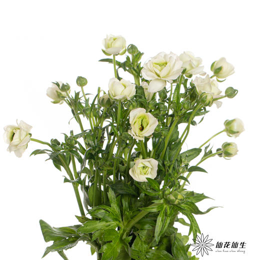 配花 | 蝴蝶洋牡丹白色 商品图2