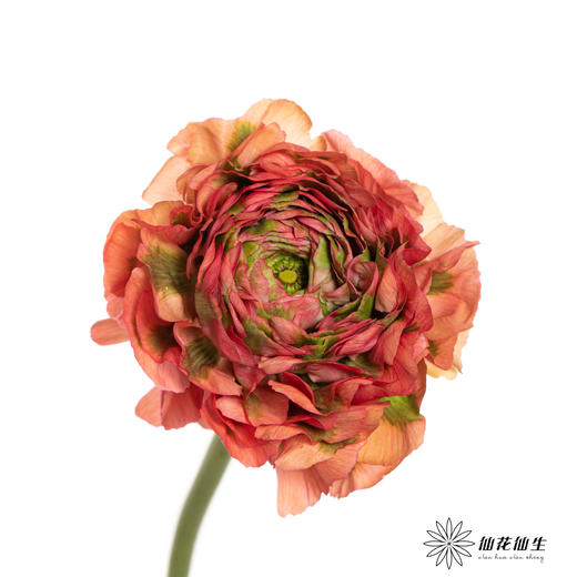 配花 ｜ 锦鲤洋牡丹西瓜红 商品图0