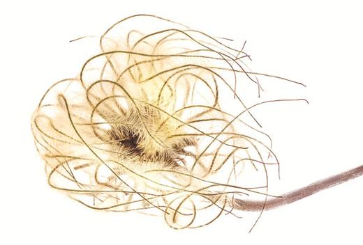 怎样观察一粒种子：一次进入种穗、种荚和果实世界的旅程 [美]特里•邓恩•切斯 著 [美]罗伯特•卢埃林 摄影 光合作用园艺 译 商务印书馆 商品图6