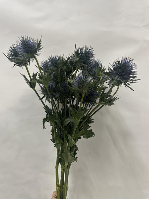【荷兰进口】 大刺芹--磁铁  5枝/扎（大圆头） 商品图7