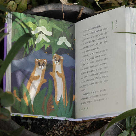 花与鸭嘴兽（自然感悟丛书） 天冬 林雨飞 著 商务印书馆 商品图6